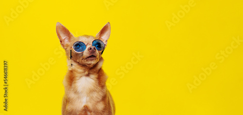 Cute dog wearing sunglasses against yellow background looking up.