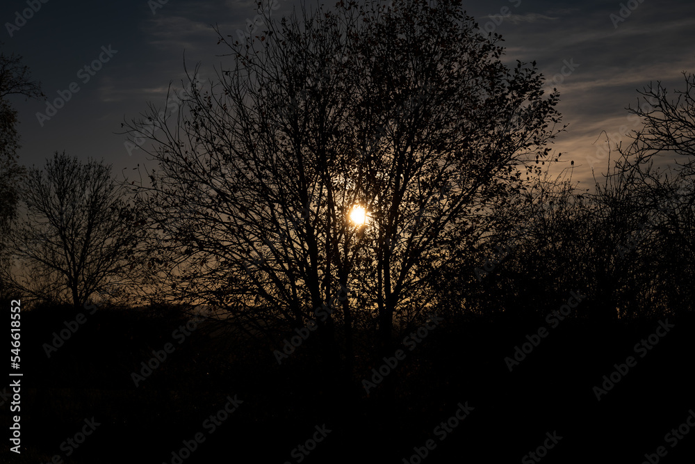 the sun trough a tree silhouette. tree silhouettes. nature landscape with shining sun the sun trough a tree silhouette. tree silhouettes. nature landscape with shining sun