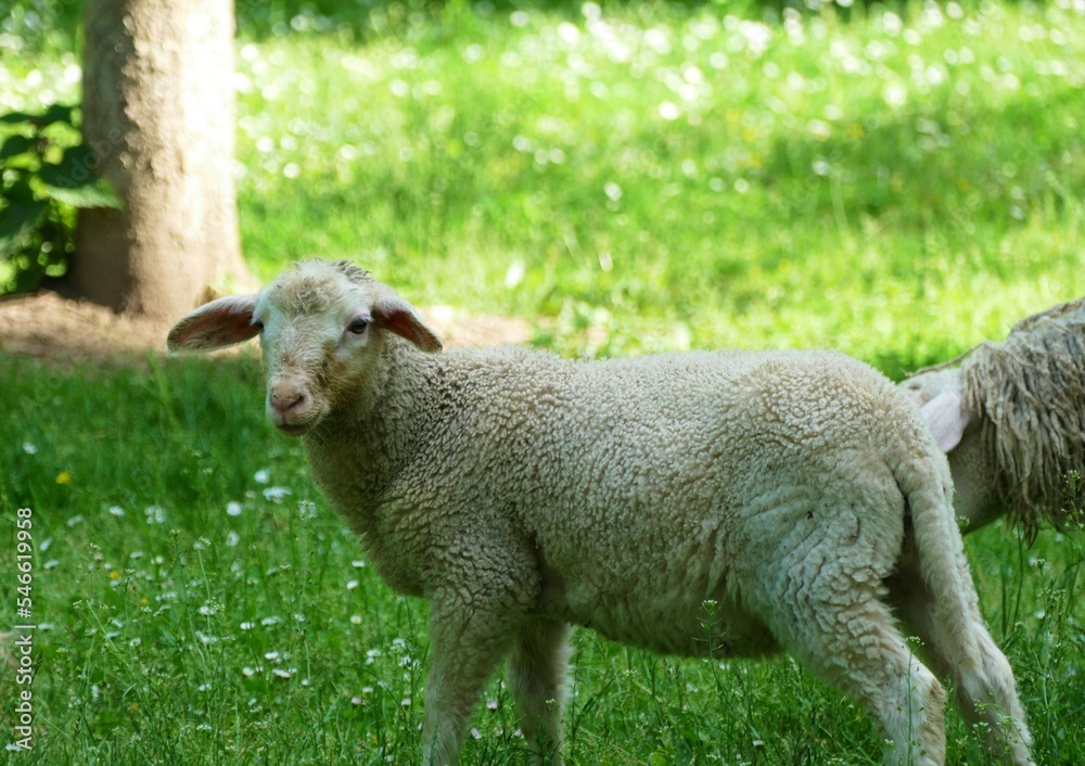 Cute little sheep on the farm animal background Cute little sheep on the farm animal background