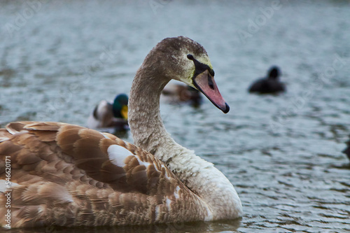 
A gray swan swims on the lake in the autumn period. Young swan.