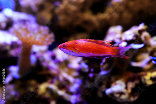 Carpenter's Flasher Wrasse - (Paracheilinus carpenteri)  photo