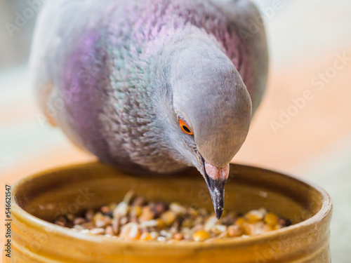 Fotografia pigeon mange