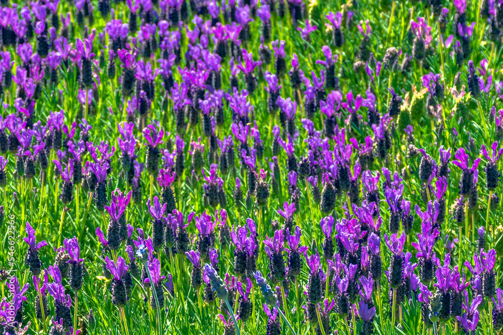 Naklejka premium lavanda