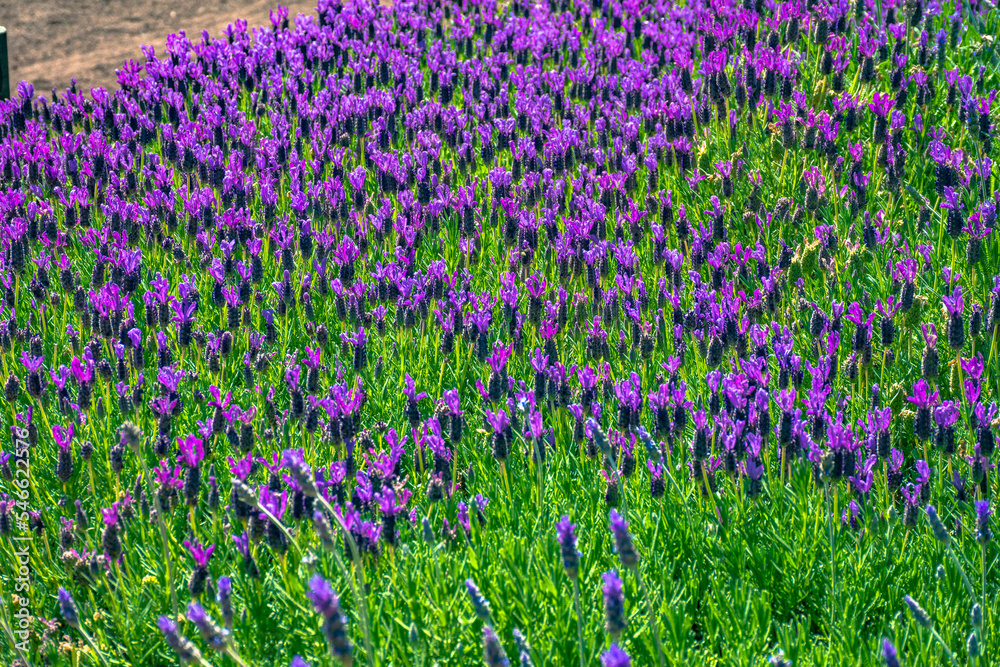 Naklejka premium lavanda 