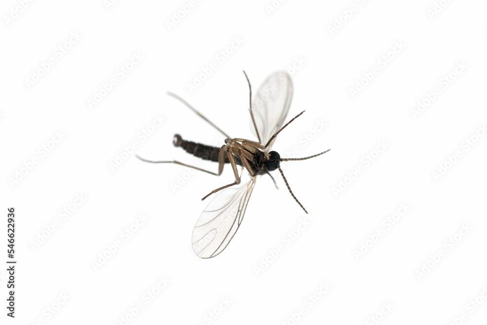 Dark-winged fungus gnat, Sciaridae isolated on white background, these insects are often found inside homes. Dark-winged fungus gnat, Sciaridae isolated on white background, these insects are often found inside homes.