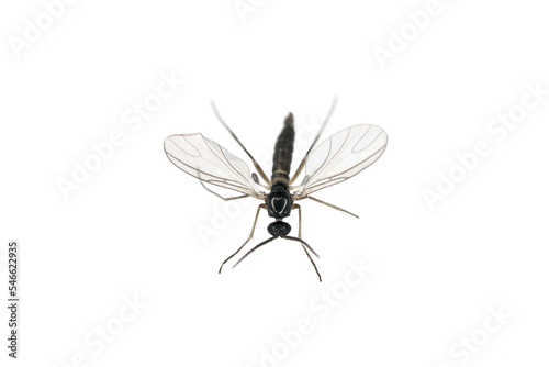 Dark-winged fungus gnat, Sciaridae isolated on white background, these insects are often found inside homes. © Tomasz