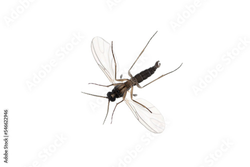 Dark-winged fungus gnat, Sciaridae isolated on white background, these insects are often found inside homes.