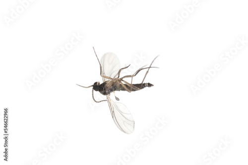 Dark-winged fungus gnat, Sciaridae isolated on white background, these insects are often found inside homes. photo