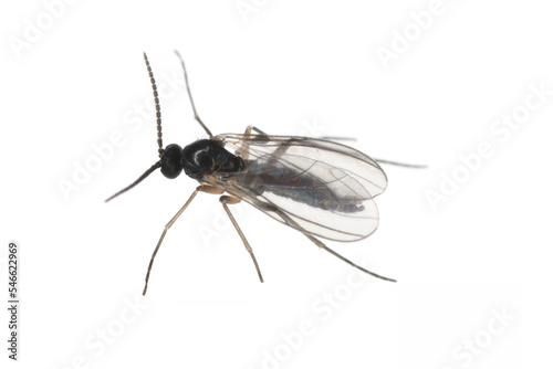 Dark-winged fungus gnat, Sciaridae isolated on white background, these insects are often found inside homes.