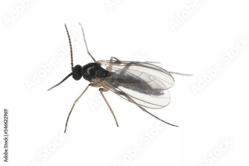 Dark-winged fungus gnat, Sciaridae isolated on white background, these insects are often found inside homes. photo