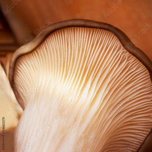 Underside of oyster mushrooms, Pleurotus ostreatus. Mushrooms macro. Mycelium closeup