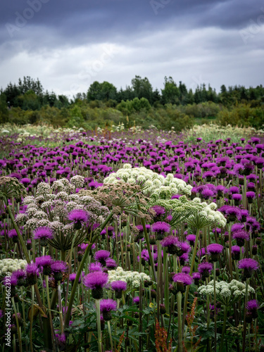 Wallpaper Mural Wild meadow in Iceland, full of blooming purple thistle and white angelica archangelica flowers. 
 Torontodigital.ca