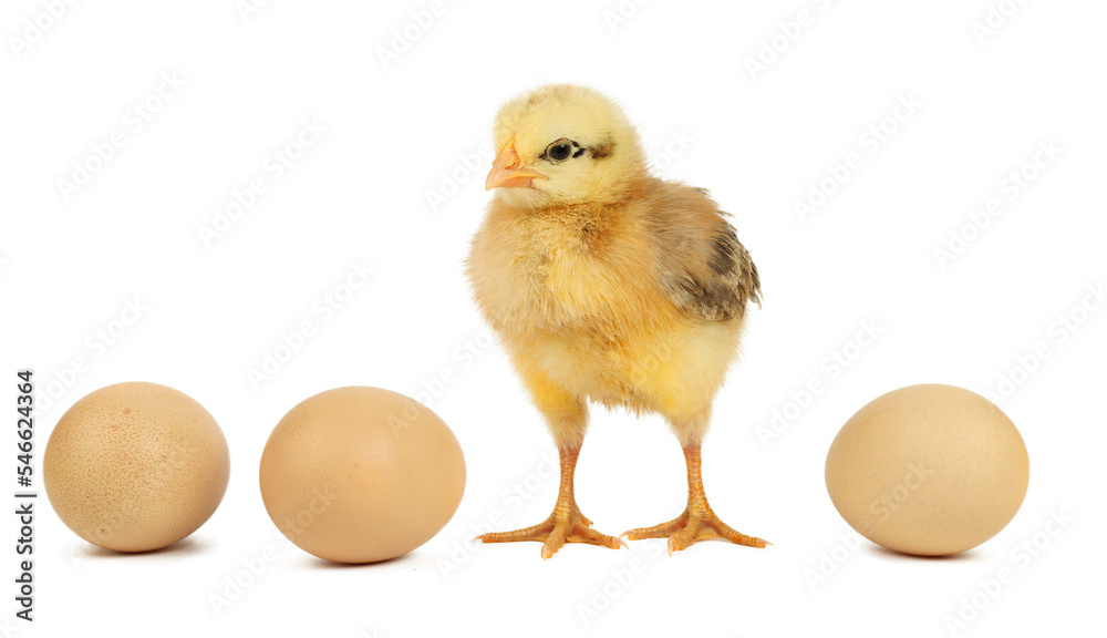 Young chick and eggs on a white background, poultry farm.