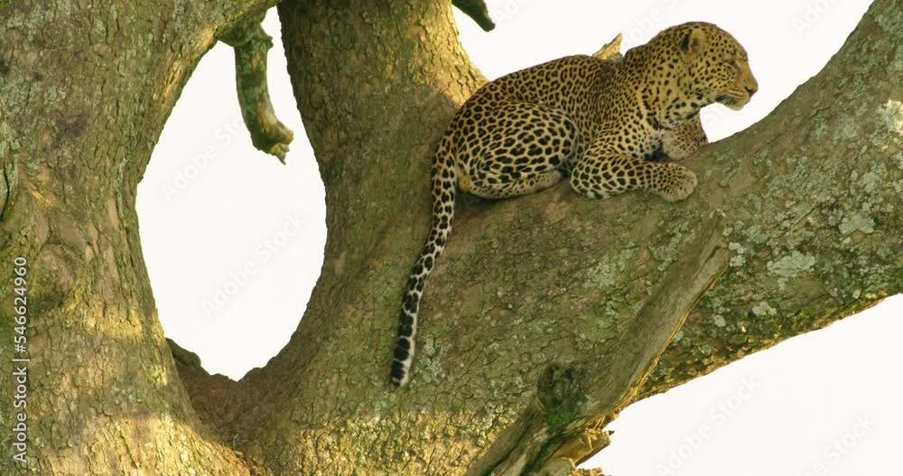 Tanzanian leopard animal takes a rest in a shadow spot on a tree.