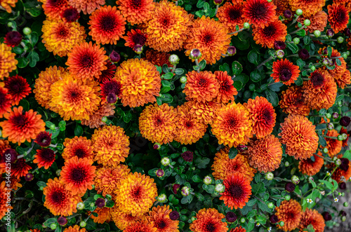 Multicolored Chrysanthemums background.Colourful Pots of Chrysanthemums .