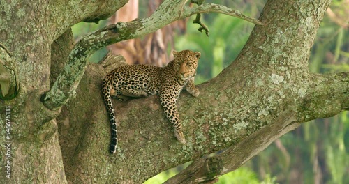 Steady shot in the Ngorongoro area showing A leopard on a tree. photo