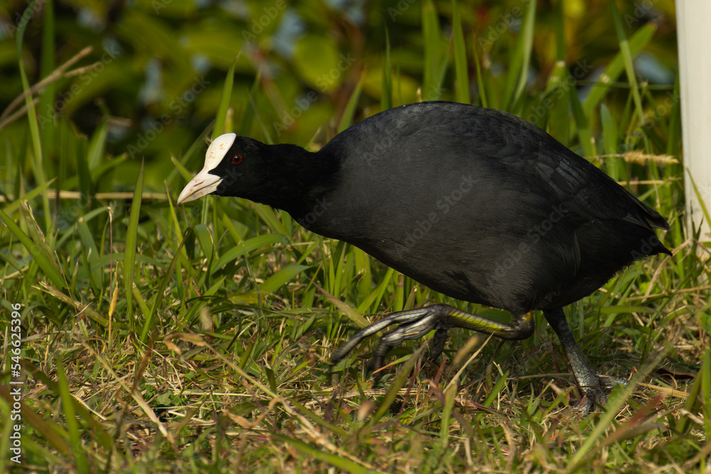 Obraz premium 高速で移動するオオバン