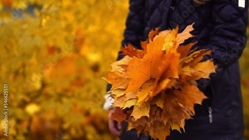 Blurred autumn video girl gathering yellow Orange Marple leaves 