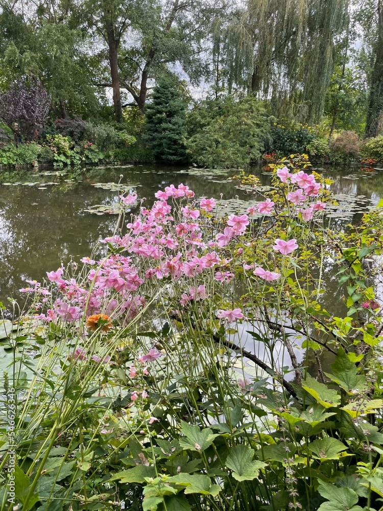 Fototapeta premium flowers with pond