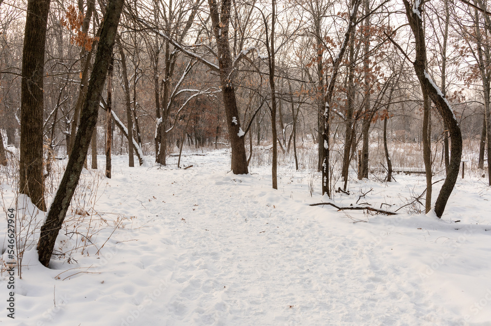 winter in the forest winter in the forest