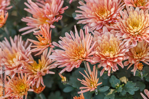 beautiful chrysanthemum flower bushes pink colors