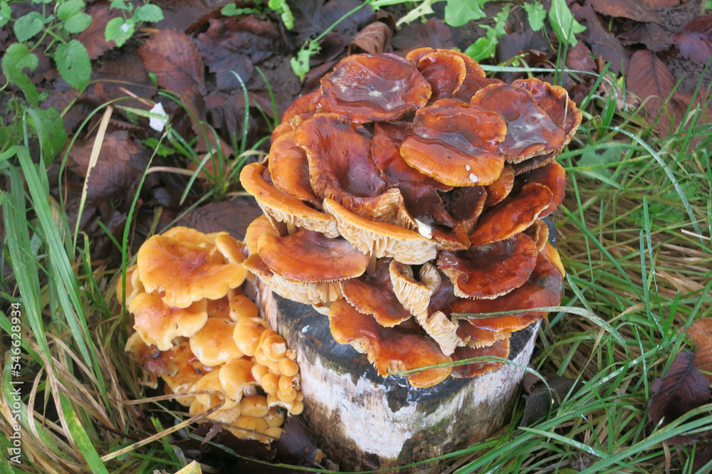 Red orange mushrooms honey mushrooms on a tree trunk Red orange mushrooms honey mushrooms on a tree trunk