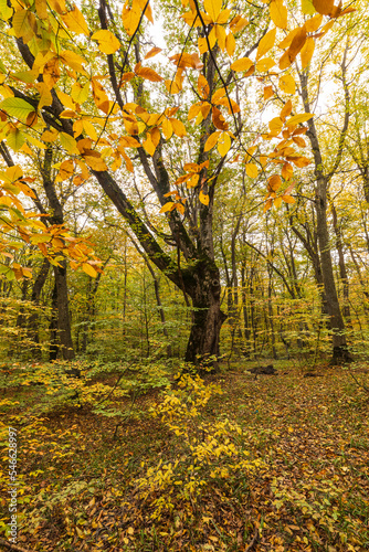 Autumn beautiful forest in ...