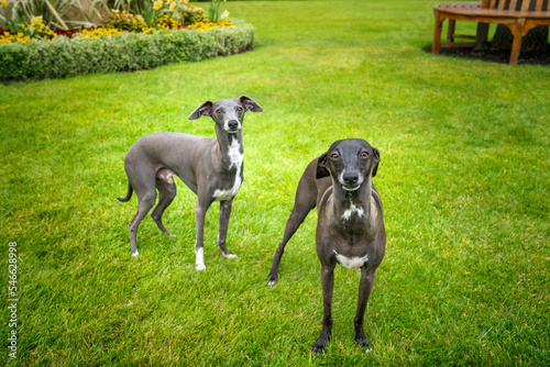 Photos Two Italian Greyhounds standing on the grass
