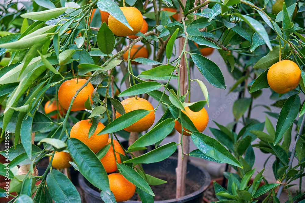 citrus trees tangerines in home greenhouse