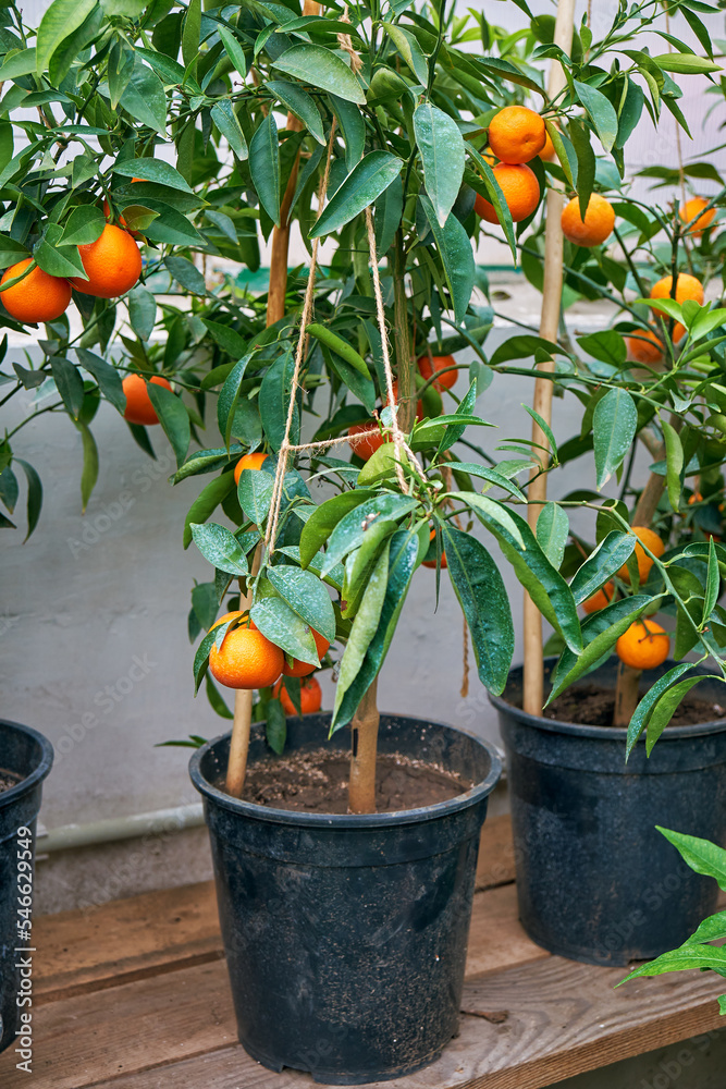 citrus trees tangerines in home greenhouse