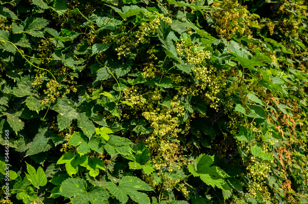 Golden Hop vine (humulus lupulus aureus) .
