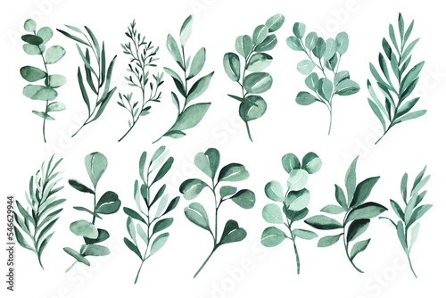 Watercolor green eucalyptus leaves set illustration