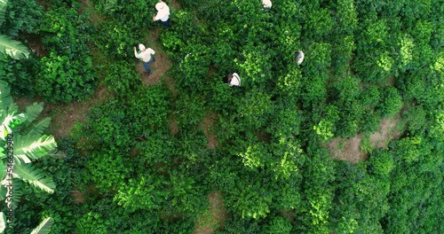 Farmers picking ripe coffee grounds on a coffee farm in Colombia.