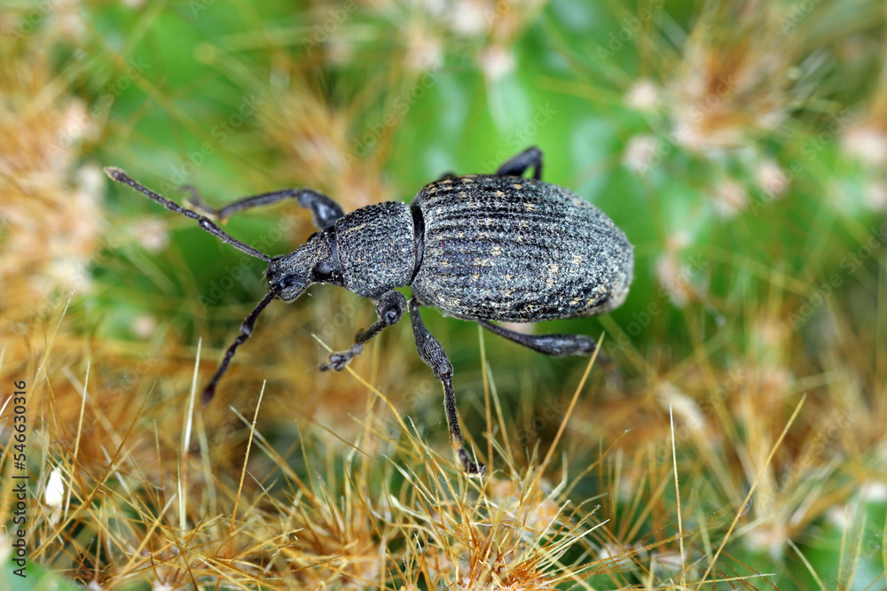 Beetle of Otiorhynchus, sometimes Otiorrhynchus on a cactus. Many of them e.i. black vine weevil (O. sulcatus) or strawberry root weevil (O. ovatus) are important pests. Beetle of Otiorhynchus, sometimes Otiorrhynchus on a cactus. Many of them e.i. black vine weevil (O. sulcatus) or strawberry root weevil (O. ovatus) are important pests.