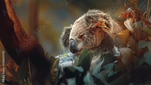 Photography koala on a tree