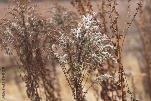 Dry soft flowers in the field on beige background.