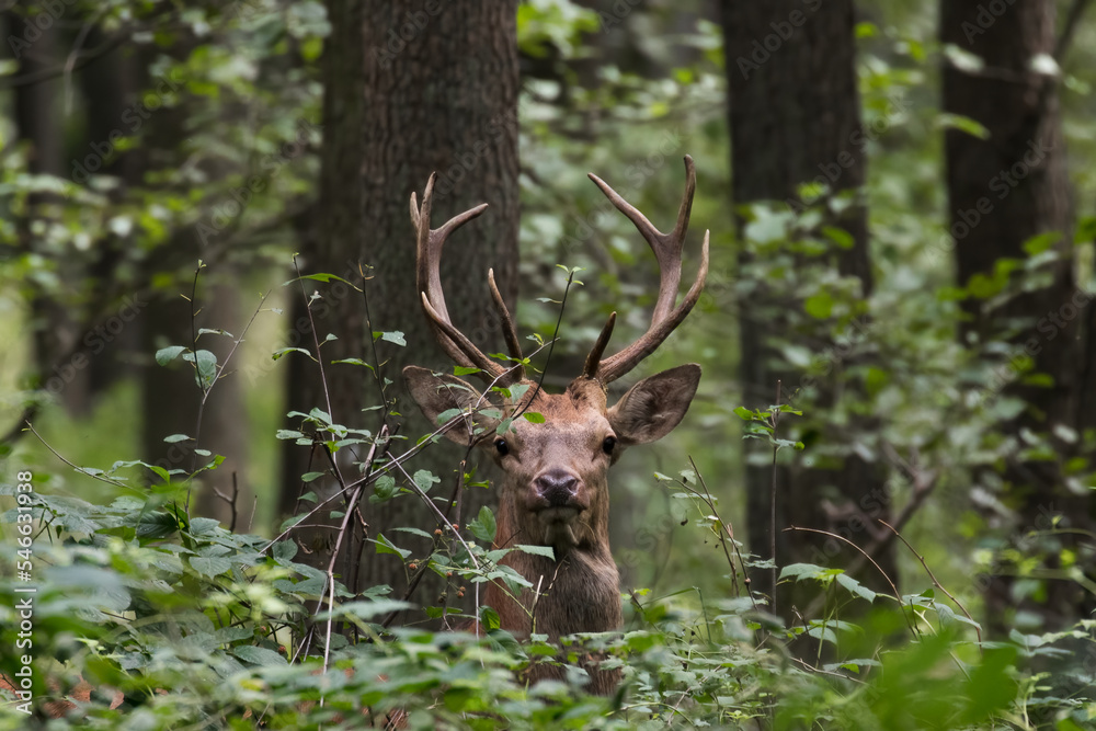 Young male, red deer in the wild in the forest, Cervus elaphus, large animal, nature reserve, beautiful male, small antlers, deer portrait Young male, red deer in the wild in the forest, Cervus elaphus, large animal, nature reserve, beautiful male, small antlers, deer portrait