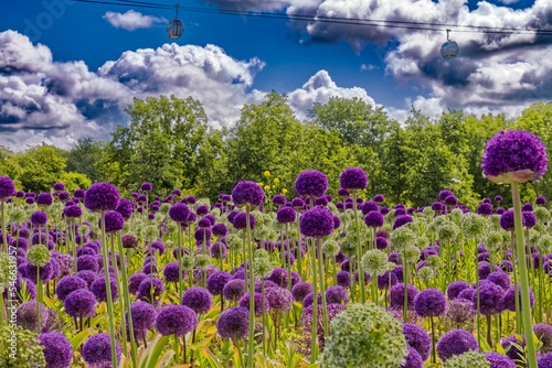 Giant leek - a field of spherical flowers