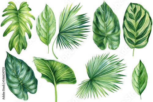 Palm leaf. Tropical set leaves. Hand painted floral elements isolated background. Watercolor Illustration for design