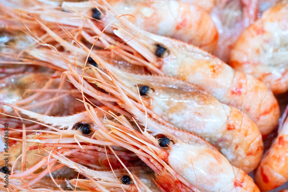 Fresh live spot prawn Fresh live spot prawn