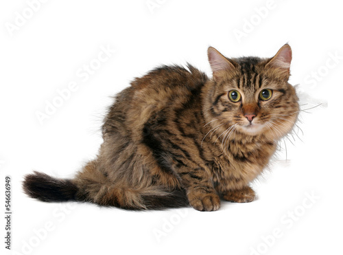 Scarred long hair cat isolated, PNG file