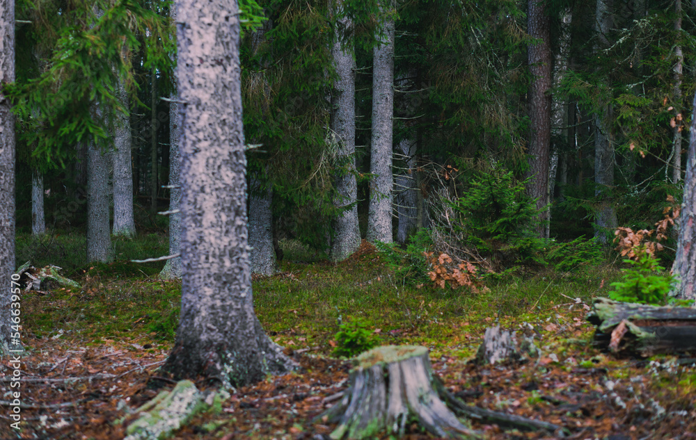 Background of old trunk spruce forest. evergreen forest Background of old trunk spruce forest. evergreen forest