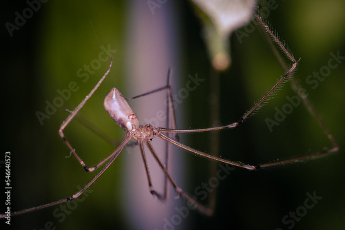 macro photo of a spider (Pholcus phalangioides), closeup of Pholcus phalangioides