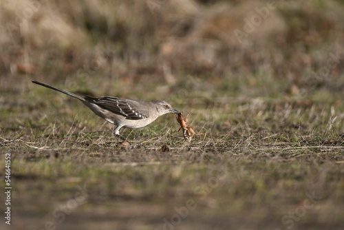 фотографія Selective focus of a Mockingjay hunting in a field on a sunny day in California