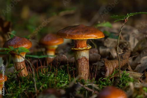 Mushroom season. Autumn in the park. Slippery Jack edible cattails Suillus luteus