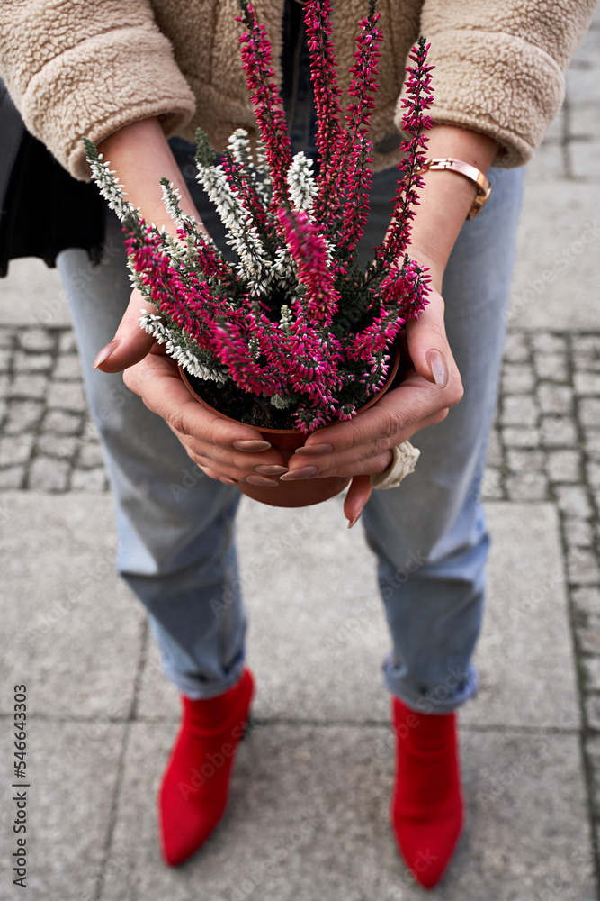 Young woman holding a flower pot with blooming violet heather plant in a street flower shop.