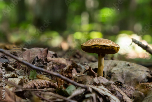 Xerocomellus chrysenteron, known as Boletus chrysenteron or Xerocomus chrysenteron - edible mushroom. Fungus in the natural environment