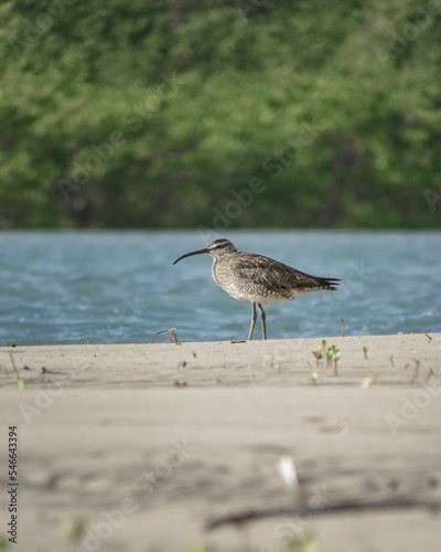 Hudsonian Whimbrel in Barra Nova Brazil photo