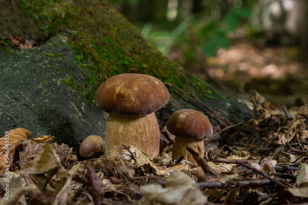 Boletus edulis or cep, edible wild mushroom in a forest Boletus edulis or cep, edible wild mushroom in a forest