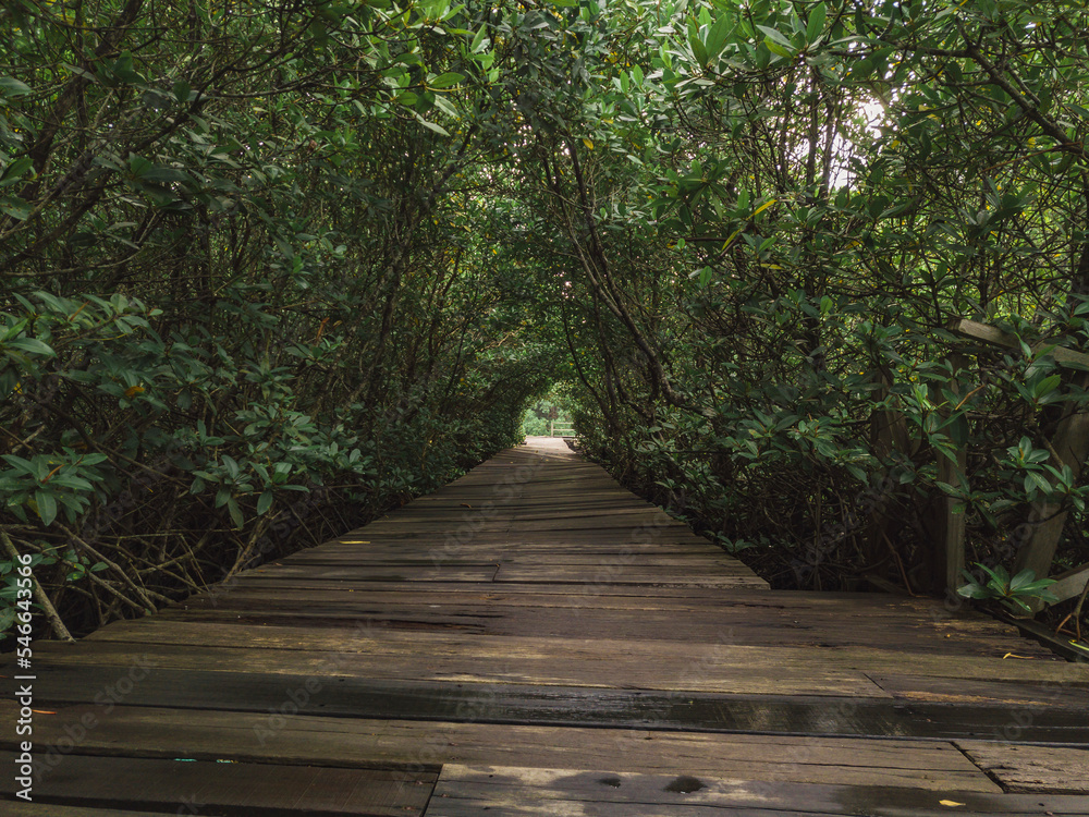 View of the mangrove forest View of the mangrove forest